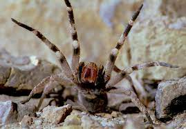 The brazilian wandering spider is one of the most aggressive types of spiders. Brazilian Wandering Spiders The Near Invasion Of A Cotswold Village Steve Downer Wildlife Cinematographer