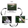 Mealy bugs, guava scale, white flies, fruit flies and thrips can affect it. Https Encrypted Tbn0 Gstatic Com Images Q Tbn And9gctnvo4j8phckponme0tpky2gtzd5rydkojhea9pheyt Sycceht Usqp Cau