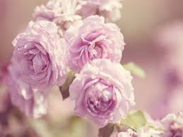 Rose Pink Flowers Desktop Wallpapers Backgrounds Images Photos Hd Mẫu đơn Sao Hoa Mẫu đơn