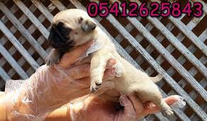 Bursa Kopek Ciftligi Pug Pug Kopekler Yavru Pug