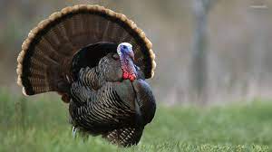 Free Turkey Wallpapers Wallpaper Cave