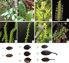 Image result for Gnetaceae