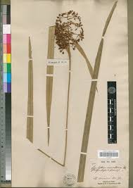 Image result for Hypolytrum