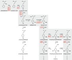 Комментарий к записи interior design books for beginners (ralph davin). Lignin Biosynthesis Perturbations Affect Secondary Cell Wall Composition And Saccharification Yield In Arabidopsis Thaliana Springerlink