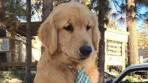 Golden Retriever Named Mueller Is Mayor Of Southern California Town Abc News