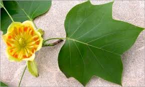 Image result for Liriodendron tulipifera