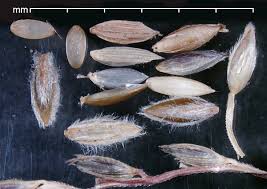 Image result for Digitaria nitens