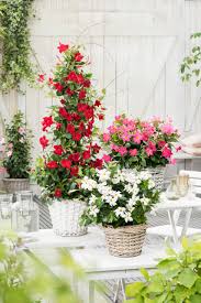 Image result for dipladenie hybrida rio obrázek