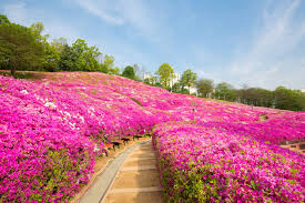 Salah satu tempat favorit pengambilan gambar drama adalah taman di korea selatan. 5 Festival Bunga Musim Semi Paling Romantis Di Korea Selatan Kumparan Com