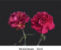 Flowers Of Carnation Dianthus Caryophyllus L Miracle Rouge And Download Scientific Diagram