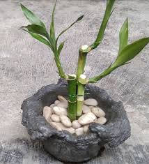 Lucky Bamboo In 2020 Lucky Bamboo Plants Lucky Bamboo Bamboo Plants