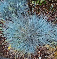This plant is one of the no fuss plants perfect for the low maintenance garden. Blue Fescue Ornamental Grass Festuca Glauca Elijah Blue For Sale Buy Online For Only 4 99