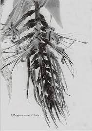 Image result for Cassipourea ndando