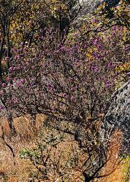 Image result for Dissotis melleri