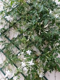 Growing Jasmine On A Trellis Or Wall How To Train Jasmine To Climb