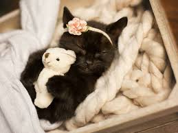 Jul 18, 2021 · we all love it when babies are introduced to cute animals like dogs and cats to see how their friendship and understanding grows. 7 Times Your Cat Acts Exactly Like A Baby