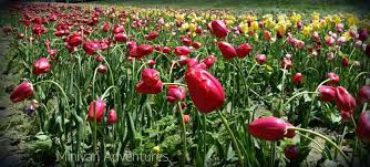 Have a seat on the bench and soak in the tulips in our 360 video on this page. It S Tulip Time Minivan Adventures