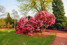 As a trachycarpuspus fortunei or windmill palm, the tree has flowered at the start of every summer while growing to its enormous height. Beautiful Old Park With Azalea Trees In Spring Scotland Stock Photo Picture And Royalty Free Image Image 9412961
