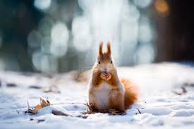Winterbilder tiere als hintergrundbild / tiere im winter hintergrundbilder hd. 37 Winter Hintergrundbilder Tiere Besten Bilder Von Ausmalbilder