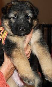 Browse thru german shepherd dog puppies for sale near colorado springs, colorado, usa area listings on puppyfinder.com to find your perfect puppy. Purebred German Shepherd Pup Stock Photo 74ee0896 Def0 4e6c Bd5c F929d5d67d31