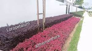 Halaman ini memuat kumpulan nama latin bunga dan tanaman hias. Macam Macam Nama Pokok Bunga Part 01 Youtube