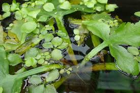 Image result for Ceratopteris