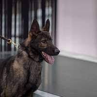 Staff Sgt. Jose R. Fernandez, a K-9 handler assined - PICRYL - Public  Domain Media Search Engine Public Domain Search