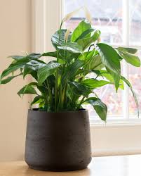 Want to add an indoor plant to your home? 25 Best Indoor Plants Easy Indoor Gardening Ideas