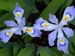 Here are some tips for iris care: Miniature Irises In The Garden Growing Crested Iris Plants