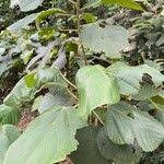 Image result for Alchornea cordifolia