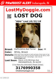 8347 warrington dr, indianapolis, in 46234, usa contact information. Lost Male Dog In Indianapolis In 46221 Named Abel Id 5260452 Pawboost