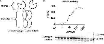 Making monoclonal antibodies is complex and expensive. Selective Inhibition Of Matrix Metalloproteinase 10 Mmp10 With A Single Domain Antibody Journal Of Biological Chemistry