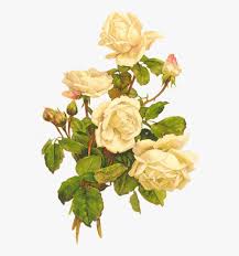 Maybe you would like to learn more about one of these? Yellow Roses Bumbdalebee White Roses Vintage Png Transparent Png Transparent Png Image Pngitem