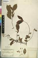 Image result for Grewia herbacea