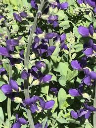 Image result for Indigofera cylindracea