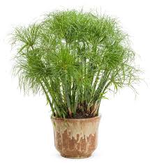 Image result for Cyperus ruwenzoriensis