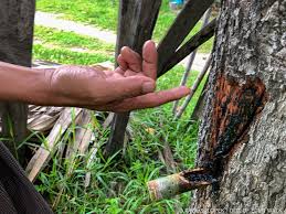 Lacquer tree, Melanhorrea usitata. The sap is used to make ornate ...