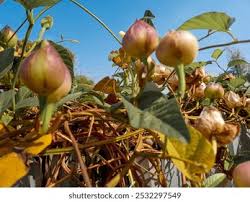 Image result for Operculina