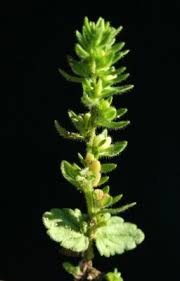 Image result for Zygophyllum leucocladum