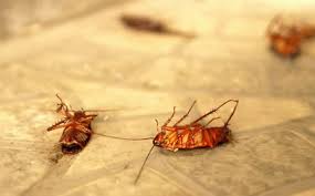 Our pest treatment plan brings 365 days of guaranteed protection for changing seasonal home pest threats. Anderson Pest Control Solutions