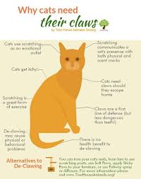 Pin On Vet Tech Animal Rights