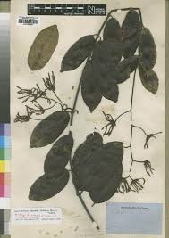 Image result for Ancylobothrys amoena