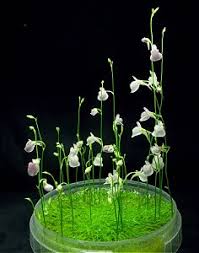 Image result for Utricularia arenaria