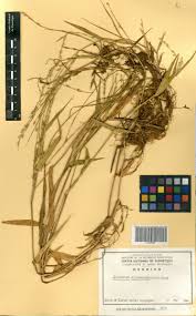 Image result for Acroceras zizanioides