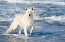 White german shepherds have been in existence since the early foundations of the breed. 5 Common Questions About The White German Shepherd Animalso