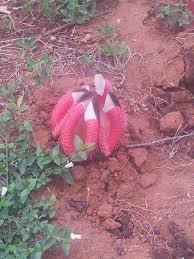 Image result for Hydnora