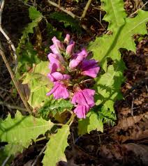 Image result for Acanthus polystachyus