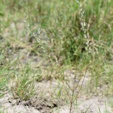 Image result for Sericorema sericea