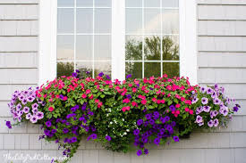 Since they are selected to have no or few seeds, they'll bloom continuously all season without deadheading. Window Box Tips My Former Black Thumb Window Box Flowers Window Box Plants Window Box