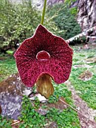 Image result for Aristolochia zenkeri